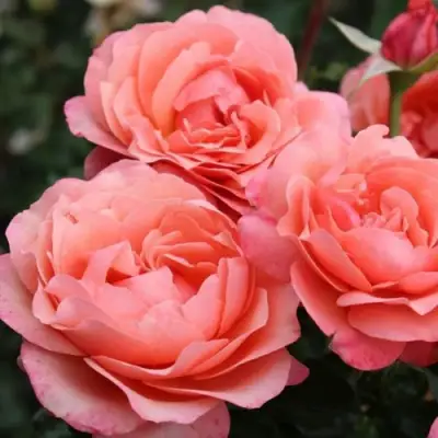 Роза КОРАЛ ЛИОНС РОУЗ флорибунда в Волковыске