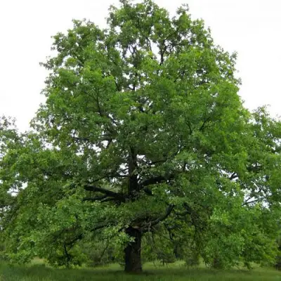 Дуб черешчатый в Волковыске