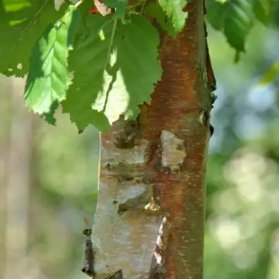 Береза бумажная в Волковыске