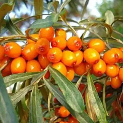 Облепиха БОТАНИЧЕСКАЯ в Волковыске