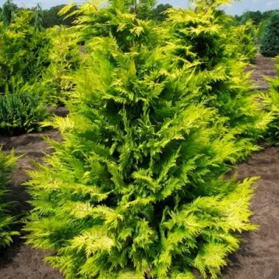 Кипарисовик ГОЛДЕН ВОНДЕР лавсона в Волковыске