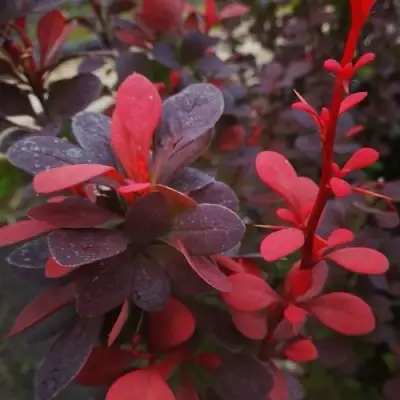 Барбарис РЕД ПИЛЛАР тунберга в Волковыске