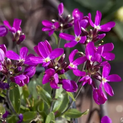 Арабис РОУЗ делайт в Волковыске