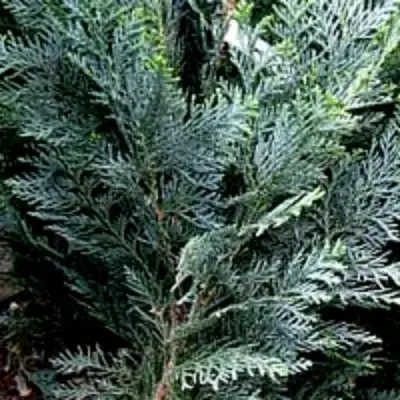 Кипарисовик ДАРТС БЛЮ РИББОН лавсона в Волковыске