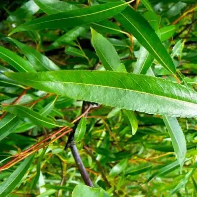 Ива ломкая  в Волковыске