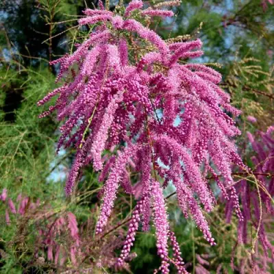 Тамарикс ПИНК КАСКАД в Волковыске