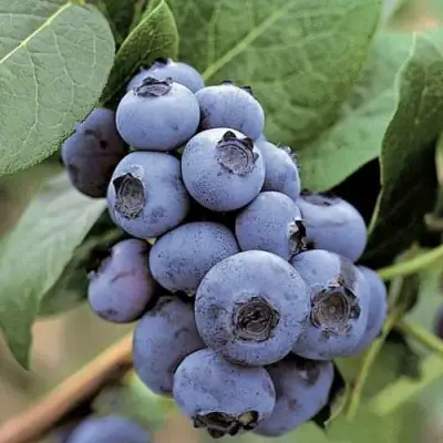 Голубика ПАТРИОТ в Волковыске