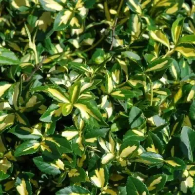 Бересклет САНСПОТ форчуна в Волковыске