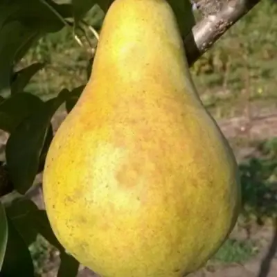 Груша КОНКОРД в Волковыске