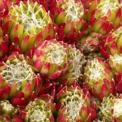 Молодило ХУКЕРА в Волковыске