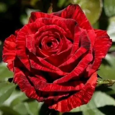 Роза РЕД ИНТУИШН чайно-гибридная в Волковыске
