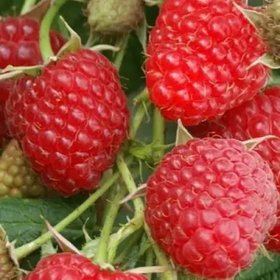 Малина КОЛОКОЛЬЧИК в Волковыске