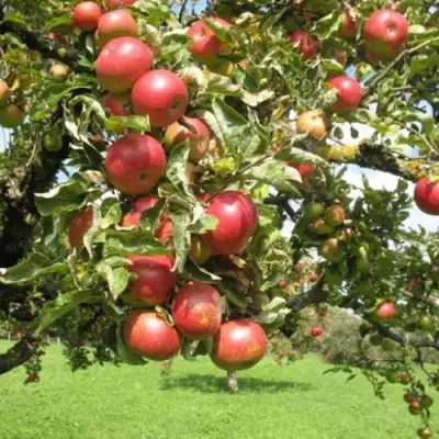Яблоня ОРЛИК в Волковыске