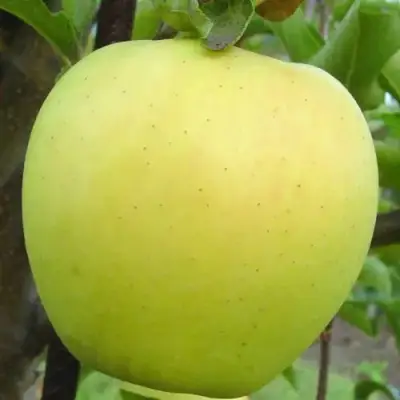 Яблоня ГОЛДЕН ДЕЛИШЕС в Волковыске