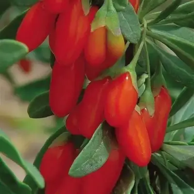 Годжи ВЯЧЕСЛАВ в Волковыске