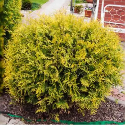 Туя КОЛЛЕРС ГОЛД складчатая в Волковыске