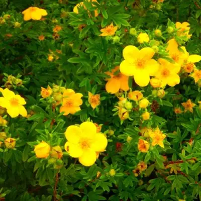 Лапчатка ГОЛДФИНГЕР кустарниковая в Волковыске