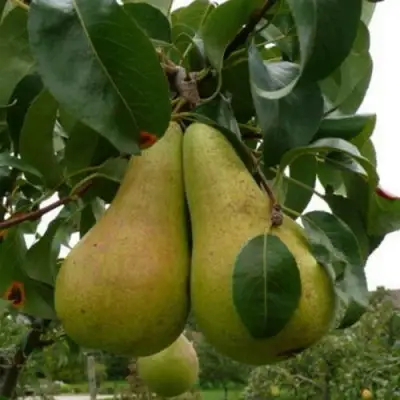 Груша КОНКОРД в Волковыске