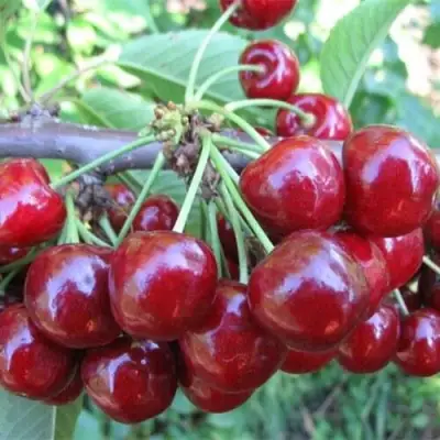 Вишня ДЕСЕРТНАЯ МОРОЗОВОЙ в Волковыске