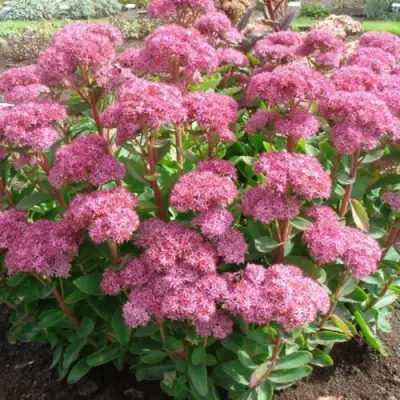 Очиток (седум) КАРЛ видный в Волковыске