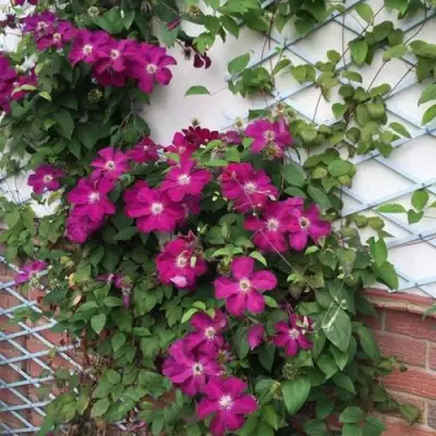 Клематис ЭРНЕСТ МАРКХАМ в Волковыске