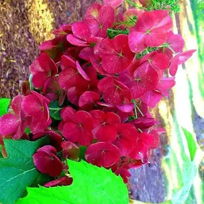 Гортензия АМЕТИСТ дуболистная в Волковыске