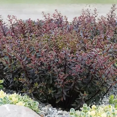 Очиток (седум) САНСПАРКЛЕР ДЖЕЙД ТАФФЕТ в Волковыске