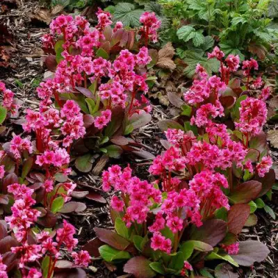 Бадан ФЛИРТ в Волковыске