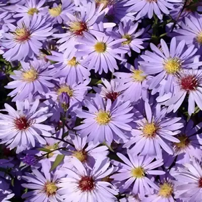 Астра БЛЮ ХЕВЕН сердцелистная в Волковыске