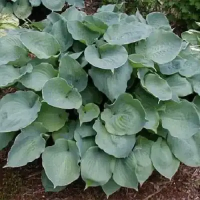 Хоста МУНЛАЙТ СОНАТА гибридная в Волковыске