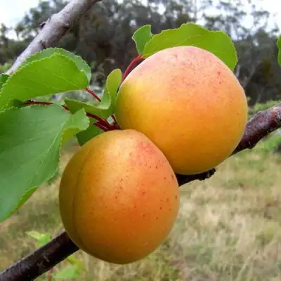 Абрикос ОРЛОВЧАНИН  в Волковыске