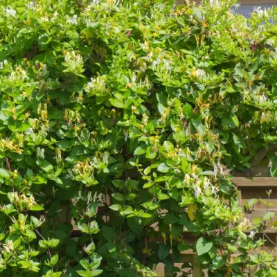 Жимолость ХАЛЛИАНА японская (Хелиана) в Волковыске