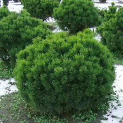 Сосна горная МУГУС в Волковыске