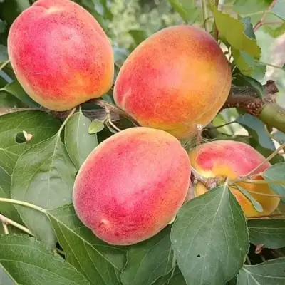 Абрикос ОСОБЕННЫЙ ДЕНИСЮКА в Волковыске