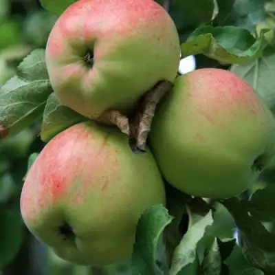 Яблоня УТРО в Волковыске