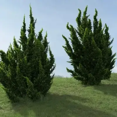 Можжевельник КАЙЗУКА китайский в Волковыске