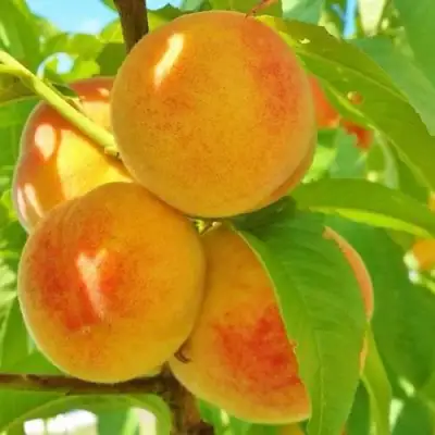 Персик ВЕТЕРАН в Волковыске