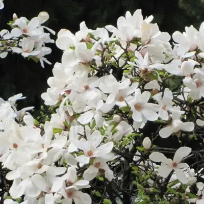 Магнолия КОБУС в Волковыске