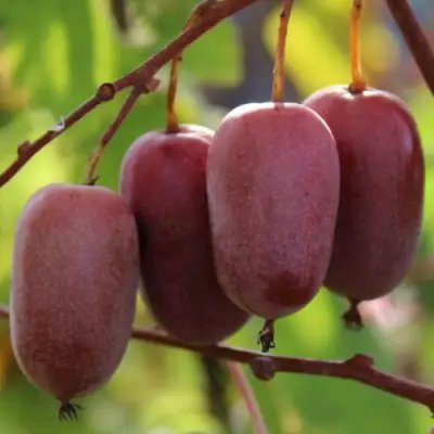 Актинидия ПУРПУРНО САДОВАЯ  аргута в Волковыске