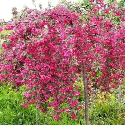 Яблоня КИНГ БЬЮТИ декоративная в Волковыске