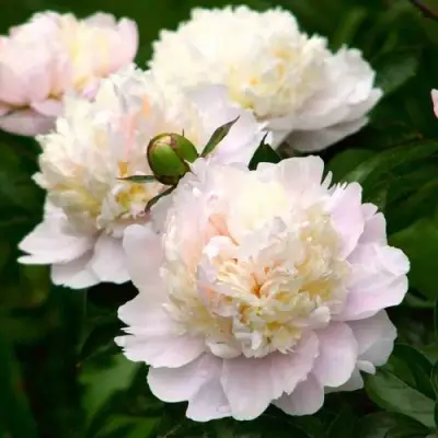 Пион ШИРЛИ ТЕМПЛ травянистый в Волковыске