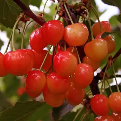 Черешня ФАТЕЖ в Волковыске