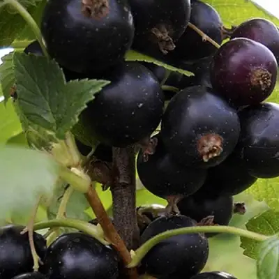 Смородина чёрная НЕСТЕР КОЗИН в Волковыске