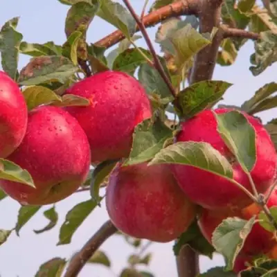 Яблоня РОЖДЕСТВЕНСКОЕ в Волковыске