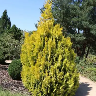 Туя СТОУНХАМ ГОЛД складчатая в Волковыске