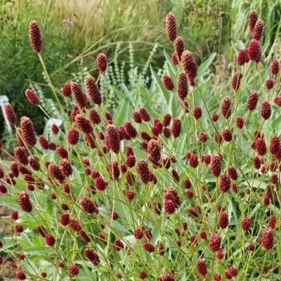 Кровохлебка БИТЛВИНГЗ в Волковыске