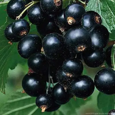 Смородина черная БЕН КОНАН в Волковыске