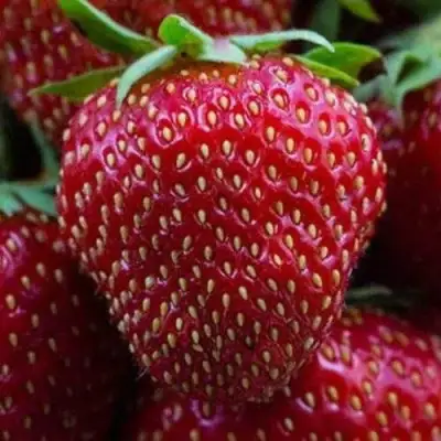 клубника Нанди