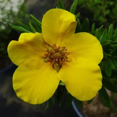 Лапчатка ГОЛДФИНГЕР кустарниковая в Волковыске