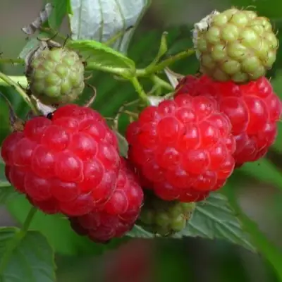 Малина СОЛНЫШКО в Волковыске